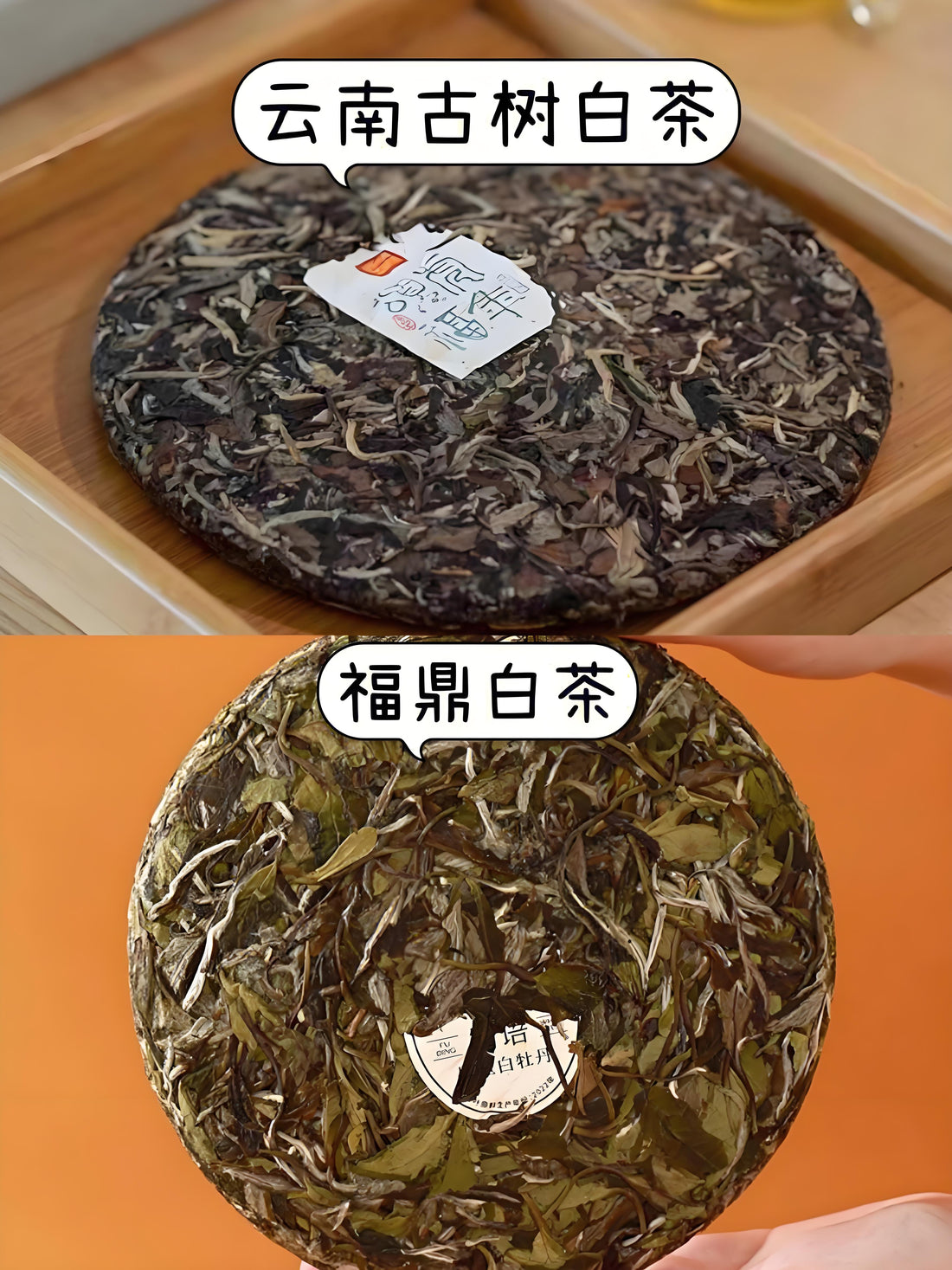 What’s the Difference Between Fuding White Tea and Yunnan White Tea?